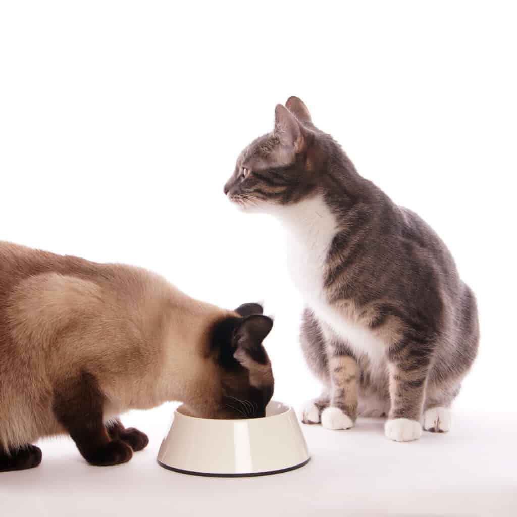 best cat food for cats with urinary crystals