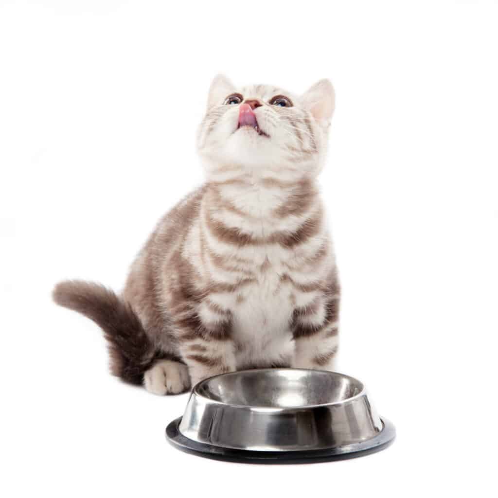 Best Cat Food for Indoor Cats in 2020 [Top-10 | Dry & Wet ...