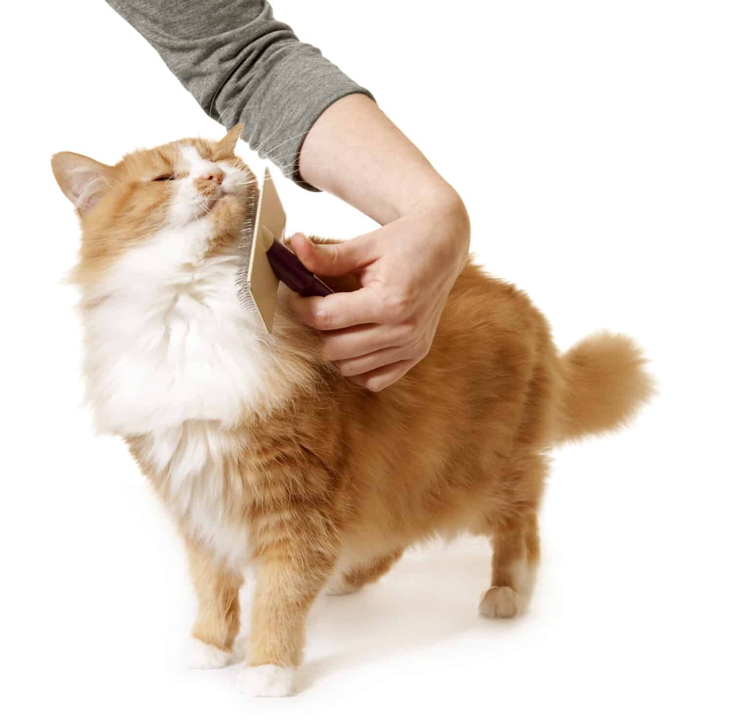 Best Cat Brush and Furminator in 2019 for Short & Long Hair GoodCatLife