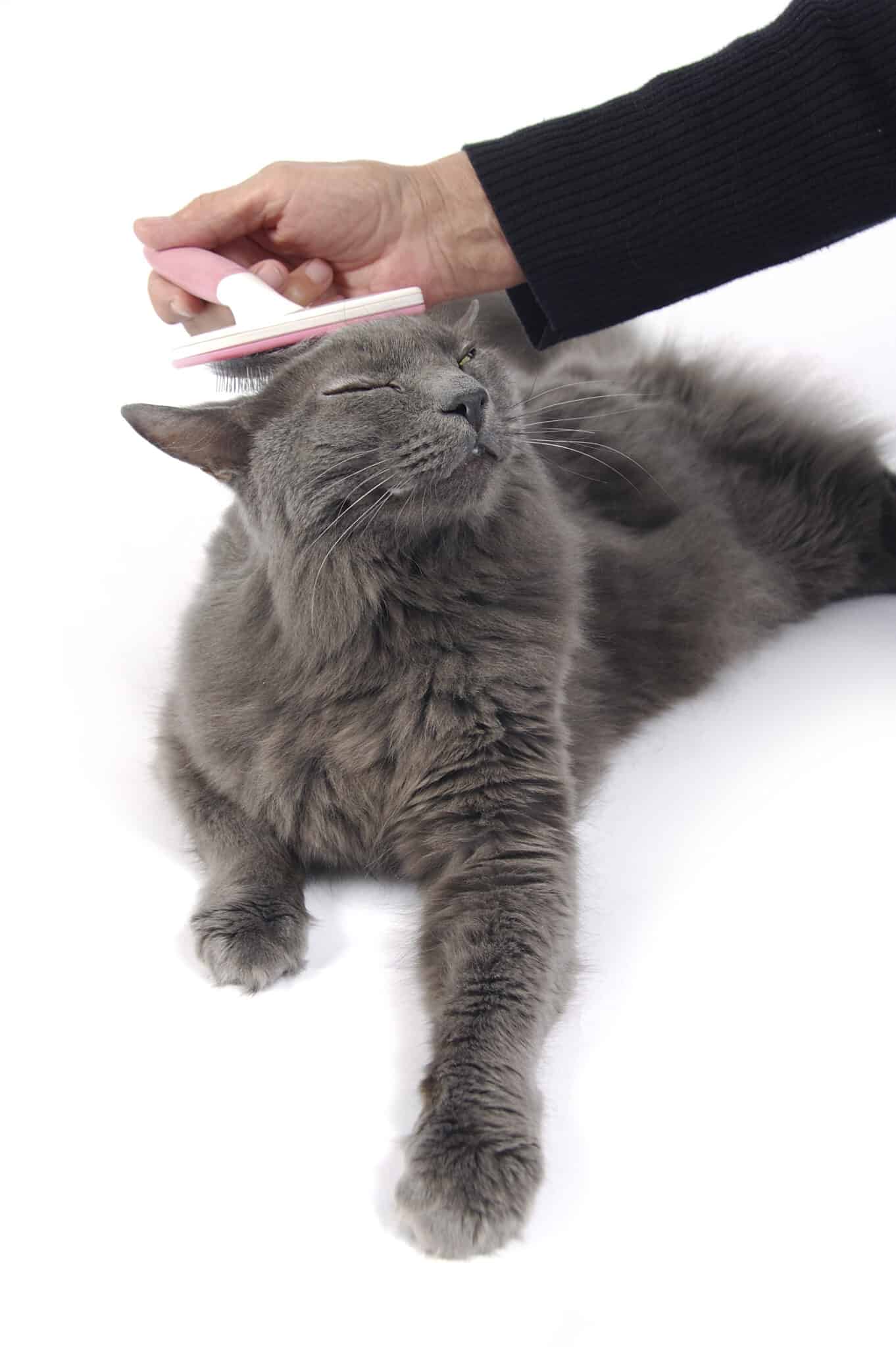 Best Cat Brush and Furminator in 2019 for Short & Long Hair GoodCatLife