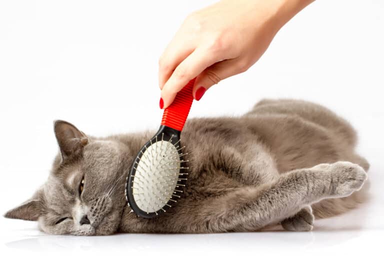 Best Cat Brush and Furminator in 2019 for Short & Long Hair GoodCatLife