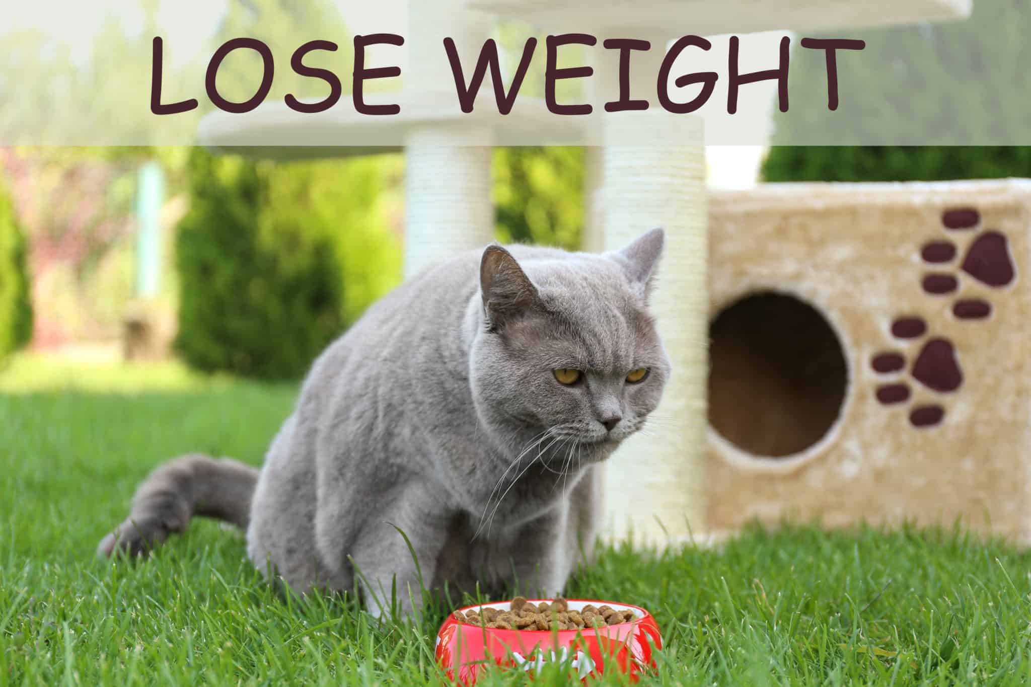 Best Cat Food for Weight Loss in 2023 [ Diet Cat Food] GoodCatLife