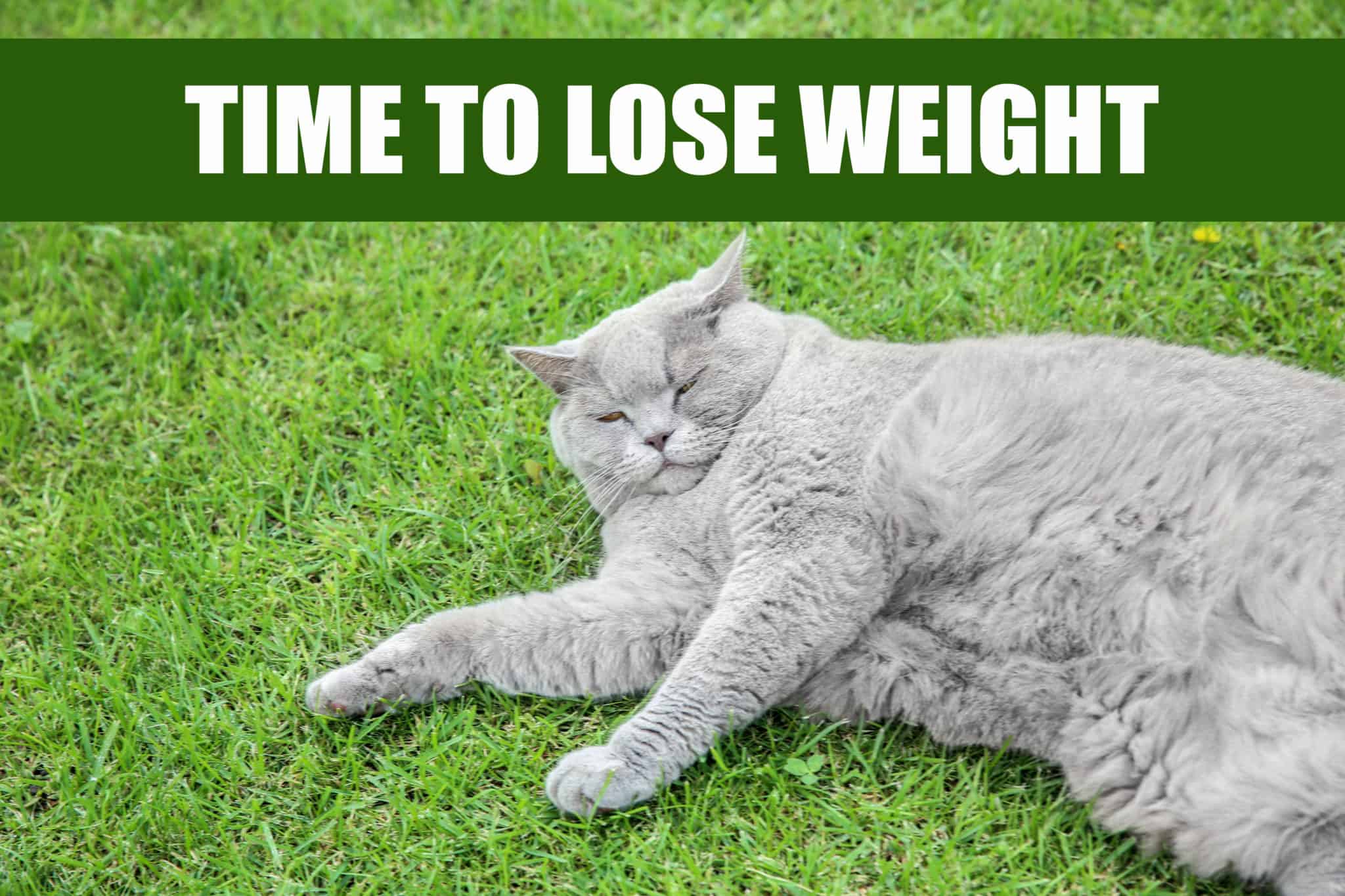 Best Cat Food for Weight Loss in 2023 [ Diet Cat Food] GoodCatLife